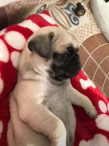 Imagen 2 de 5 de Hermosos Cachorros Pug Carlinos 100% De Raza Pura. Vacunados