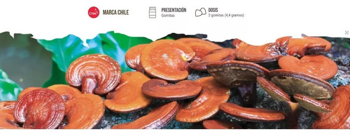 Triple Complex Sublingual / Reishi + Cordyceps + Melena León