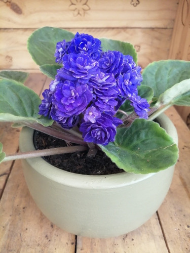 Planta Violeta Africana, Para Interior, Con Hermosas Flores