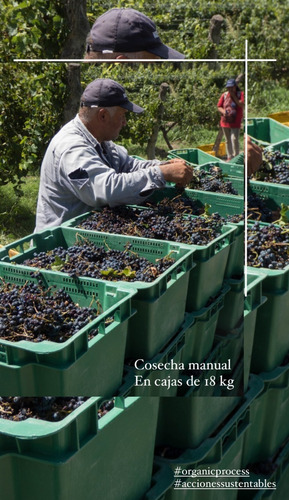 Vino Cabernet Sauvignon Sin Etiquetar 2019 Roble Mendoza X12