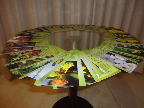 Florais De Bach - Conjunto 40 Cartas Cartões Para Consulta