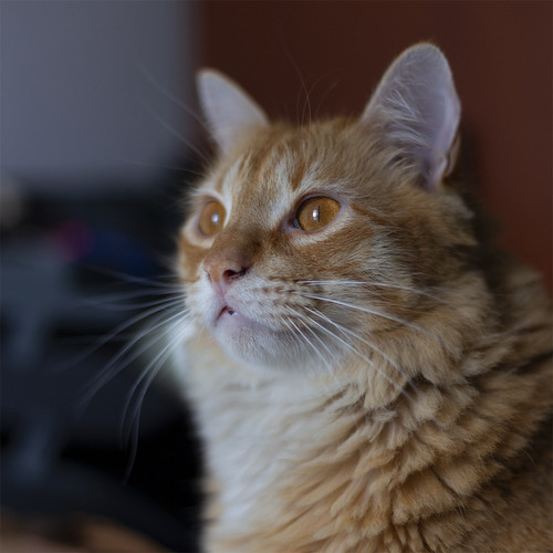 Imagen 8 de 10 de Canon Lente 50mm F/1.8 Stm 100% Original Canon