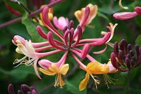 Madreselva Rosa Fuert ( Planta ) 1.40 M Lonicera Caprifolium