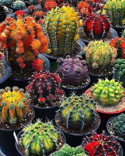 50 Semillas De Cactus Surtido 