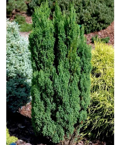 Chamaecyparis Lawsoniana Ellwoodii Pillar, Conífera !