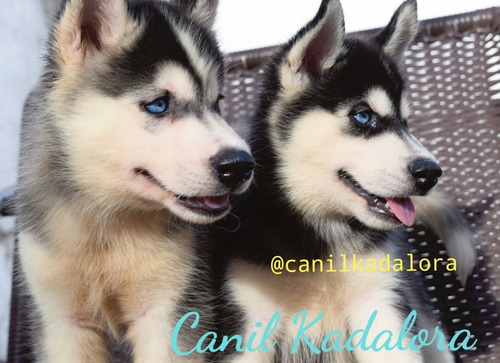 Filhotes De Husky Siberiano Com Pedigree