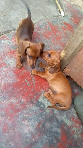 Cachorros Teckel Dachshund