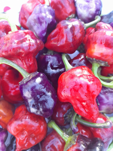 15 Semillas De Pimiento Ají Ornamental Purple Ufo
