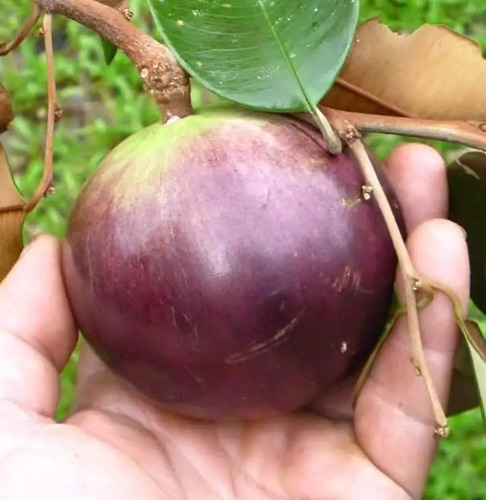 Arbol Caimito De 1.9 M. Tallo Grueso Pregunte Costo Envio