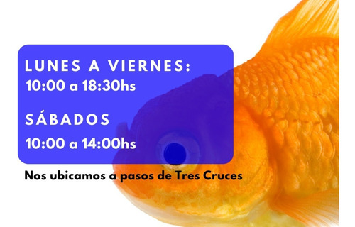 Imagen 4 de 5 de Comida_alimento 150g Para Carpas Premium Con Ajo
