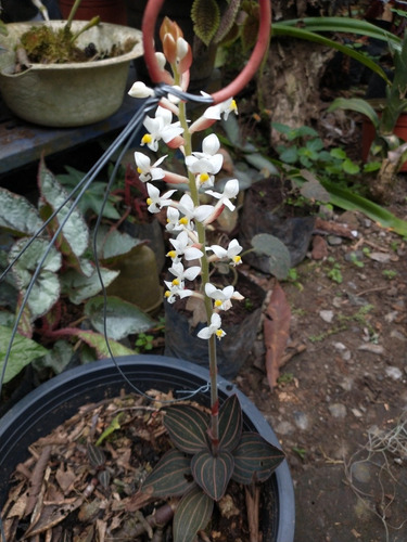 Orquídea Ludisia Discolor (terrestre De Colección) | Meses sin intereses