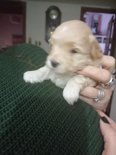Hembras Bichon Habanero Pedigree Fca