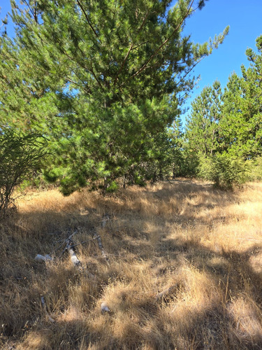 Vendo Parcela De 5.000m² Ubicada En Cauquenes