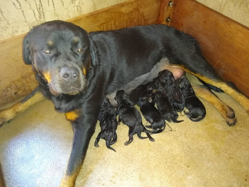 Rottweiler Filhotes Puros
