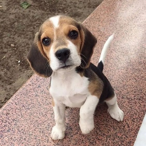 Beagle Perrito Begle Puppy Cachorrito