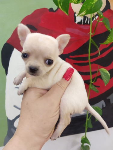 Chihuahua Mini Machos Criadero Costa Azul