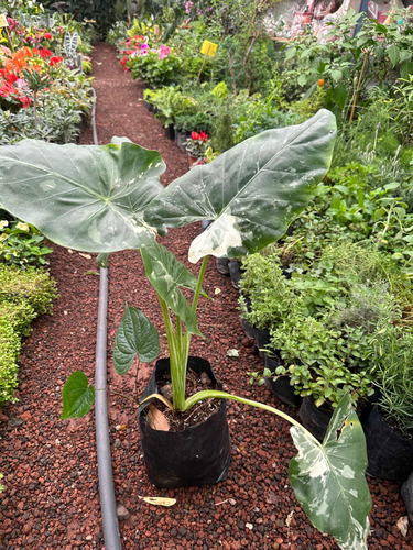 Planta Alocasia Variegada