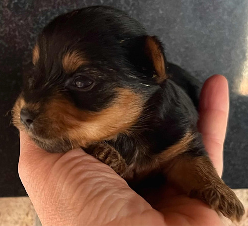 Yorkshire Cachorros