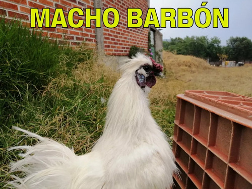 Pollos Y Gallo Silkies Sedosas Del Japon Gallina Hada Blanca
