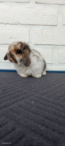 Conejitos Holland Lop, O Belier Enano (Usado)