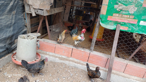 Huevos Fertiles De Gallinas Enanas O Puerto Riqueñas 