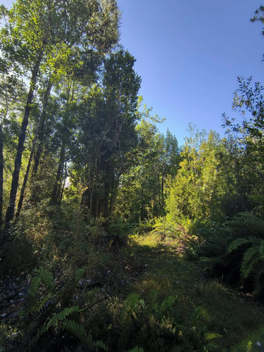 1 Hectárea En Chiloé - Bosque Renoval Cerca De Castro
