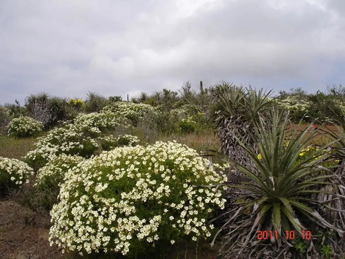 Parcela En Venta En Ovalle, Mirador De Talinay I