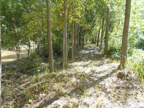 Imagen 8 de 9 de Terreno - Guayraca