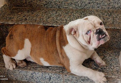 Imagem 2 de 8 de Bulldog Inglês Exótico Disponível