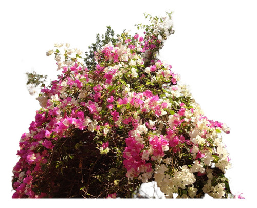 100 Sementes Primavera Manacá Com Manual De Cultivo