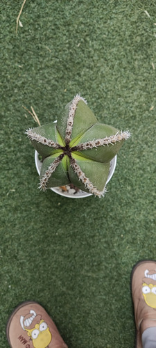 Pachycereus Marginatus