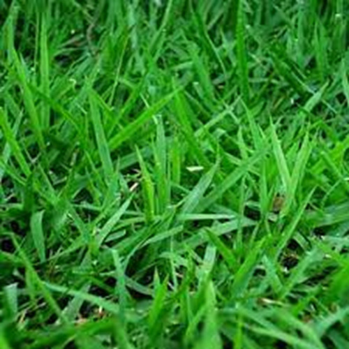2 Kg De Sementes De Grama Esmeralda Select Plus Para 2000 M2