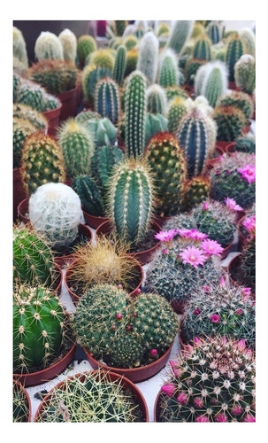 Cactus Variados Exoticos Semillas (30)