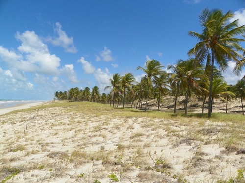 Imagem 2 de 19 de Terreno Frontais Ao Mar, Na Praia De Costa Azul, Litoral Norte Da Bahia - Ar386