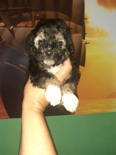 Imagen 1 de 4 de Caniche Toy Black And Tan