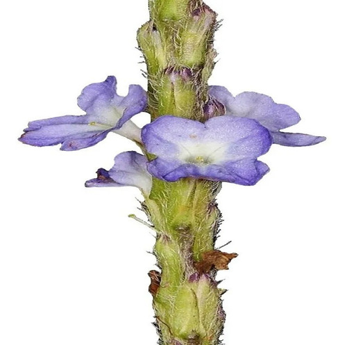 Gervão-roxo (stachytarpheta Cayennensis) 100 Sementes Flor