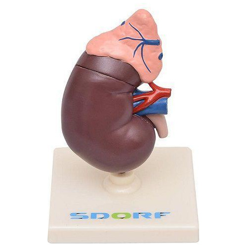 Rim Humano Com Glândula Suprarrenal 2 Partes Anatomia