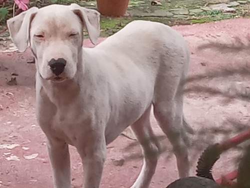 Dogo Argentino 