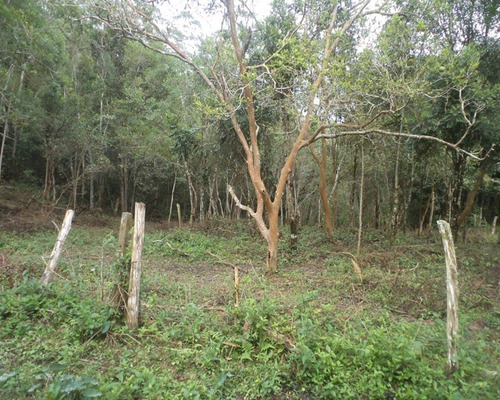 Imagem 15 de 23 de Sítio Contendo Casa Sede Aconchegante À Venda Em Juquitiba; - 327 - 32982714