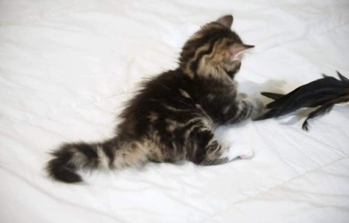 Hermosos Gatitos Angora