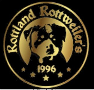 Rottweiler Canil N1 Df Filhotes Alto Padrão Entrega Imediata