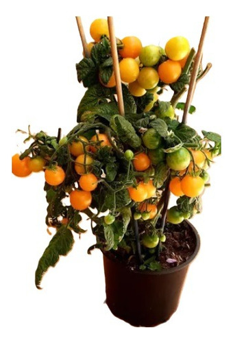 Sobre Para Sembrar 15 Plantas Tomate Cherry Naranja