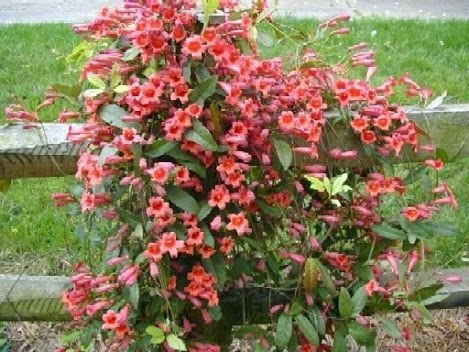 Imagem 9 de 10 de Mudas De Trombeta Chinesa - Campsis Grandiflora