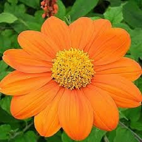 Tithonia Girassol Mexicano - 0,5g = 50 Sementes