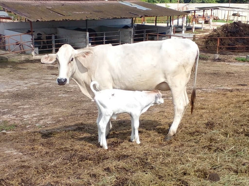Imagen 12 de 29 de Finca Ganadera Y Agricola En Venta En Bejuma, Edo Carabobo 04121994409