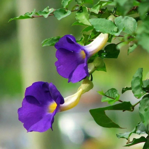 Tumbergia Roxa 20 Mudas (thunbergia Erecta)