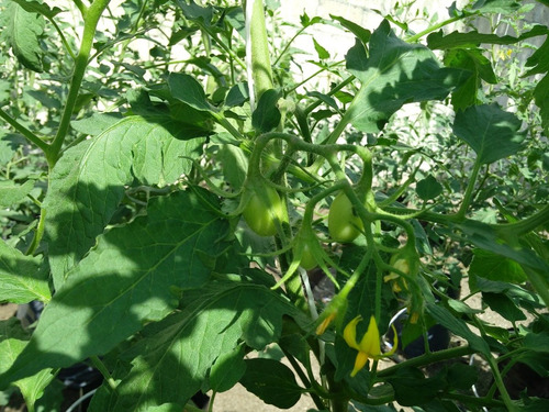 1 Millar Tomate Hibrido Indeterminado Cid F1