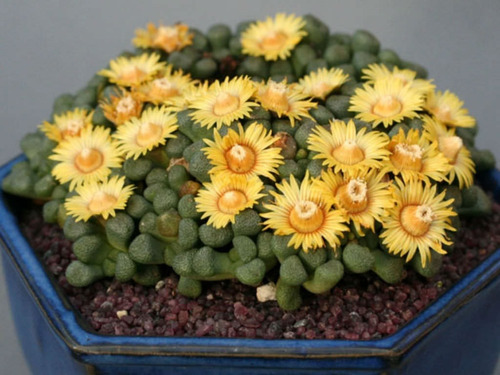 40 Sementes Suculenta Aloinopsis Schooneesii Lithops P/ Muda