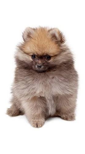 Pomerania Cachorrito Dog Disponible Puppy Dogs Cachorro