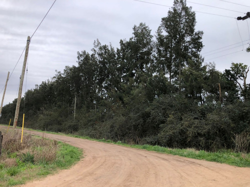 Excelentes 2ha A 500mts De Ruta 5 Mercedes Pcia De Bs As Con Cortina Casuarinas 